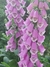 Digitalis Mix (Sutton´s Apricot + Purpurea) - tienda online
