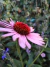 Echinacea purpurea "Magnus" (20 semillas) en internet