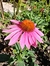 Echinacea purpurea "Magnus" - comprar online