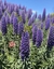 Imagen de Echium Fastuosum, syn candidans