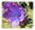 Echium plantagineum