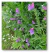 Echium plantagineum - Junto a las Rosas