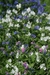 Echium Vulgare Dwarf Variety