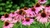 Echinacea purpurea en internet