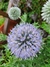 Echinops Ritro