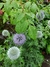 Echinops Ritro - Junto a las Rosas