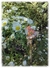 Erigeron annuus - comprar online
