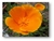 Escholtzia californica - comprar online