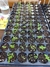 Curso: El Jardín de Flores, Cómo cultivar tus Flores desde semillas - INDIVIDUAL - comprar online