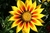 Gazania