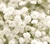 Gypsophila paniculata