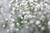 Gypsophila paniculata - comprar online