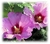 Hibiscus syriacus