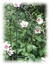 Hibiscus syriacus - comprar online
