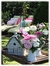 Hibiscus syriacus en internet
