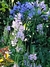 Physostegia Virginiana mix (Grandiflora rosa y Crown of Snow) - comprar online