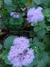 Ageratum Houstonianum en internet