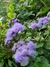 Ageratum Houstonianum - Junto a las Rosas