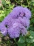 Ageratum Houstonianum - tienda online