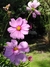 Cosmos bipinnatus mix - Junto a las Rosas