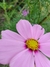 Cosmos bipinnatus mix - tienda online