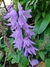 Campanula persicifolia - comprar online