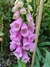 Digitalis purpurea en internet