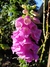 Digitalis purpurea en internet