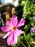 Cosmos bipinnatus mix - comprar online