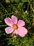 Imagen de Cosmos bipinnatus mix