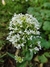 Imagen de Centranthus ruber alba "Nube de nieve"