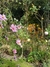 Cosmos bipinnatus mix