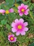 Cosmos bipinnatus mix - comprar online