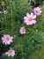 Cosmos bipinnatus mix en internet