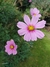 Cosmos bipinnatus mix - Junto a las Rosas