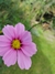 Cosmos bipinnatus mix - tienda online