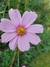 Imagen de Cosmos bipinnatus mix