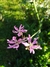 Silene flos cuculi