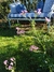 Silene flos cuculi - Junto a las Rosas