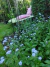 Myosotis avensis - comprar online
