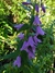 Campanula persicifolia en internet