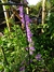 Campanula persicifolia - Junto a las Rosas