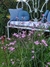 Silene flos cuculi - tienda online
