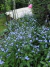 Myosotis avensis - Junto a las Rosas