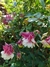 Aquilegia Pink petticoat (50 semillas)
