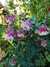 Aquilegia Pink petticoat (50 semillas) - comprar online