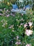 Imagen de Silene flos cuculi