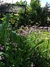 Silene flos cuculi - comprar online