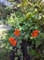 Geum coccineum - comprar online