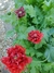 Papaver somniferum mix - Junto a las Rosas